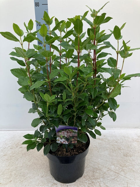 Viburnum tinus 2L / 5L -