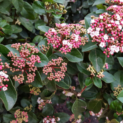 Viburnum tinus 'Lisa Rose' 9cm / 2L -