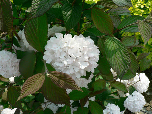 Viburnum opulus 'Roseum' (Snowball) 9cm / 2L / 5L -
