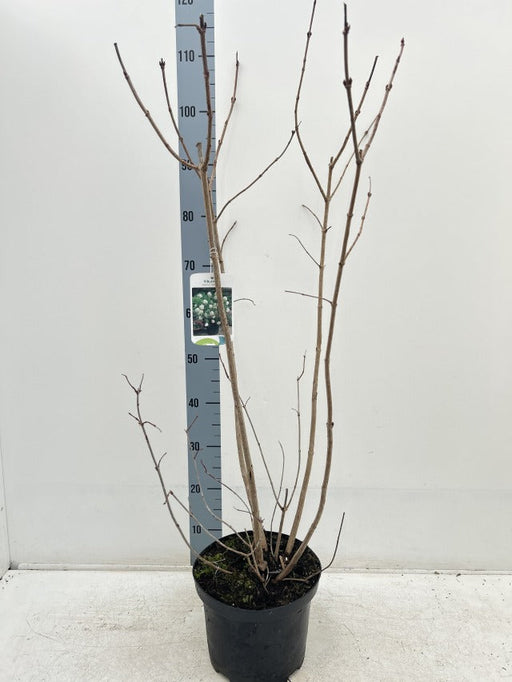 Viburnum opulus 'Roseum' (Snowball) 9cm / 2L / 5L -