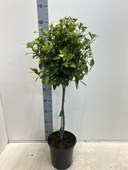 Viburnum tinus Patio Tree 90-100cm -