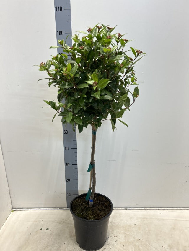 Viburnum tinus Patio Tree 90-100cm -