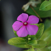 Vinca minor Tricolour | Periwinkle | 2L -