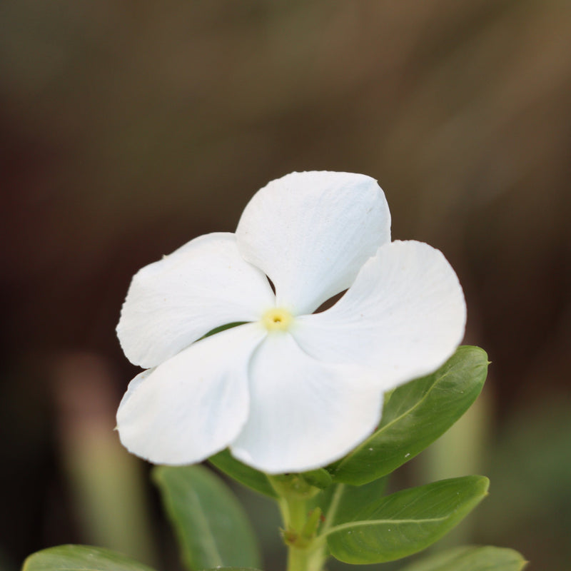 Vinca minor Tricolour | Periwinkle | 2L -
