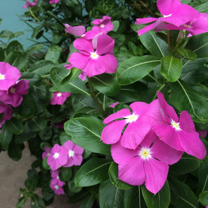 Vinca minor atropurpureum Purple (Periwinkle) 9cm / 2L -