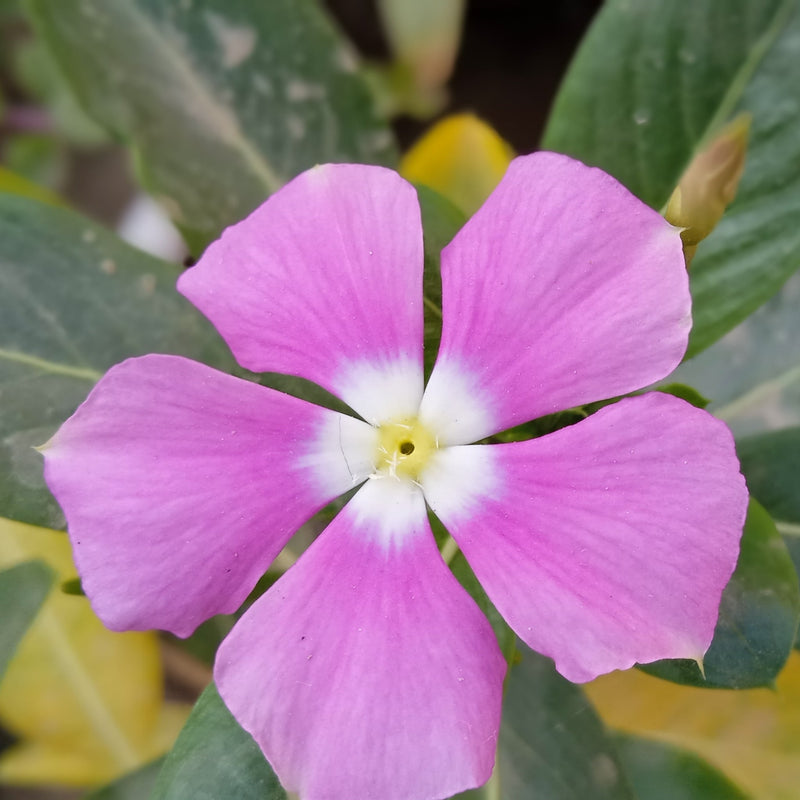 Vinca minor atropurpureum Purple (Periwinkle) 9cm / 2L -