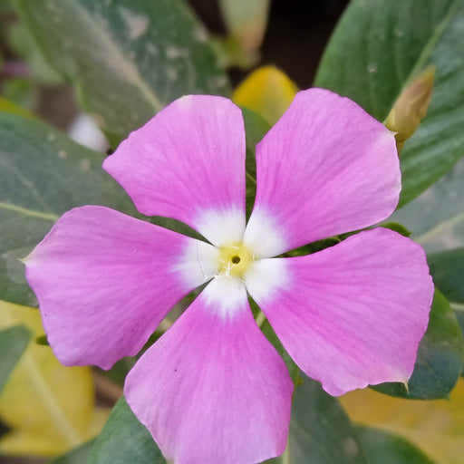 Vinca minor atropurpureum Purple (Periwinkle) 9cm / 2L -