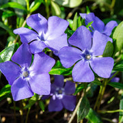 Vinca minor ‘marie’ 9cm / 2L -