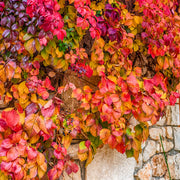 Parthenocissus quinquefolia 'Virginia Creeper' 2L -