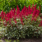 Astilbe 'Visions in Red' 1.5L -