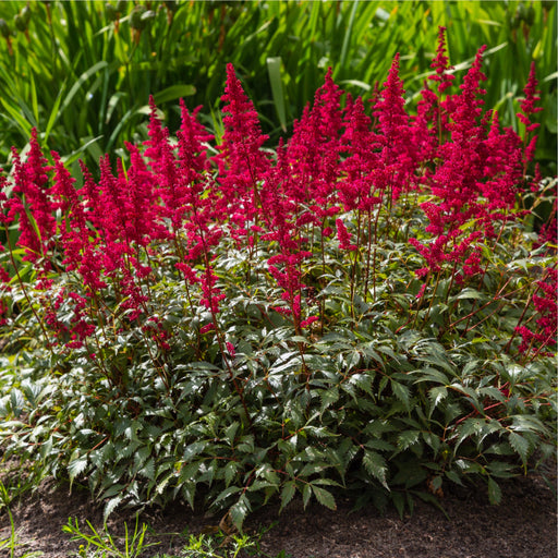 Astilbe 'Visions in Red' 1.5L -