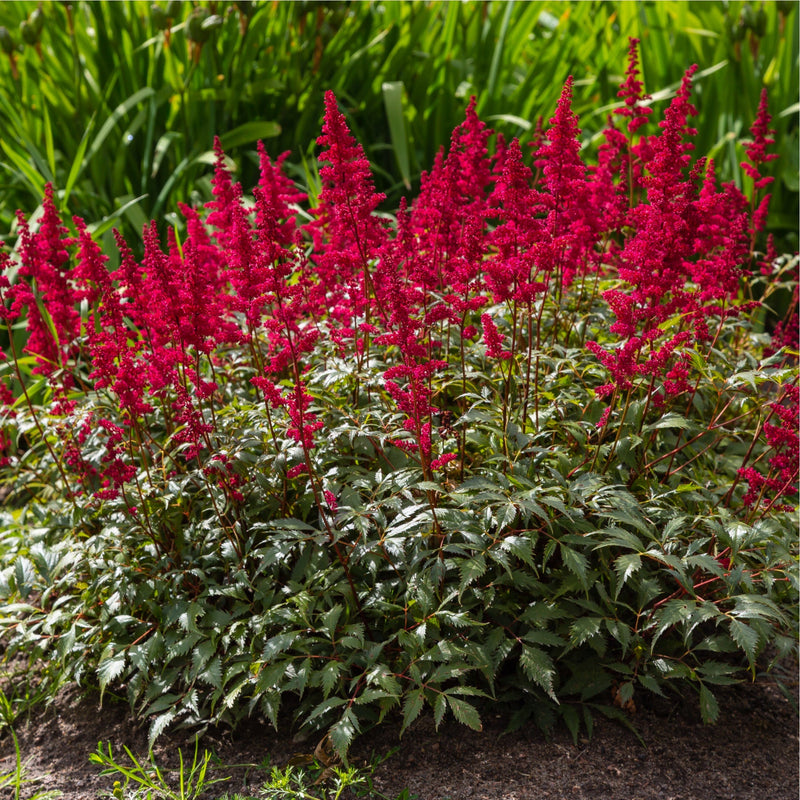 Astilbe arendsii Rose 9cm / 2L -