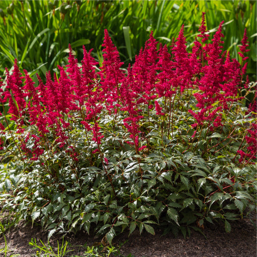 Astilbe arendsii Rose 9cm / 2L -