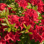 Azalea japonica 'Vuyk's Scarlet' 2L -