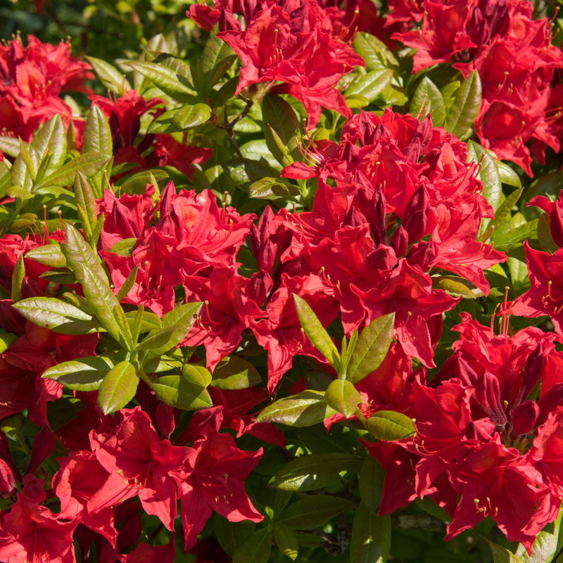 Azalea japonica 'Vuyk's Scarlet' 2L -