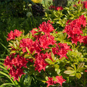 Azalea japonica 'Vuyk's Scarlet' 2L -