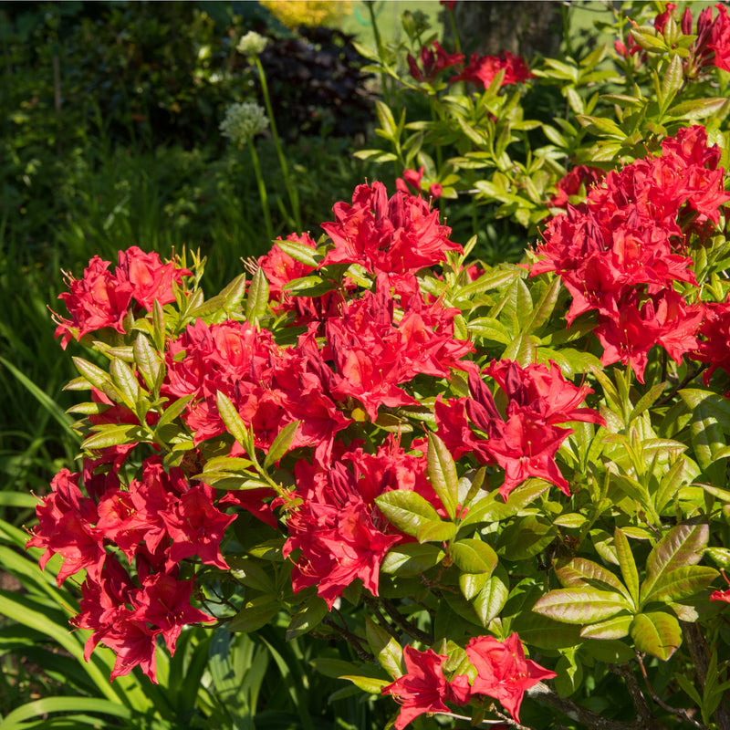 Azalea japonica 'Vuyk's Scarlet' 2L -