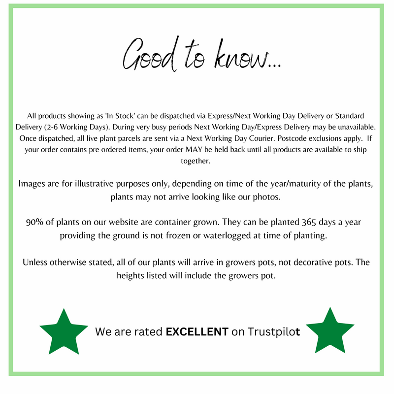 Buddleja davidii 'Royal Red' 1L / 2L -