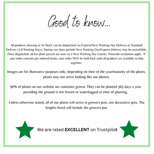 Daphne Perfume Princess 2L