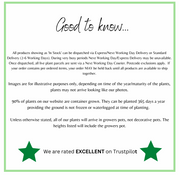 Acer palmatum 'Trompenburg' 3L (80cm) -