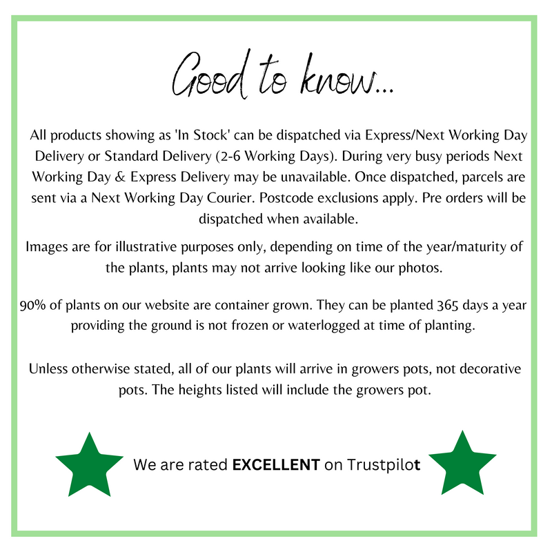 Verbena 'Buenos Aires' 3L -