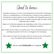 3 x Trailing Petunias (3 x 9cm Pots) -