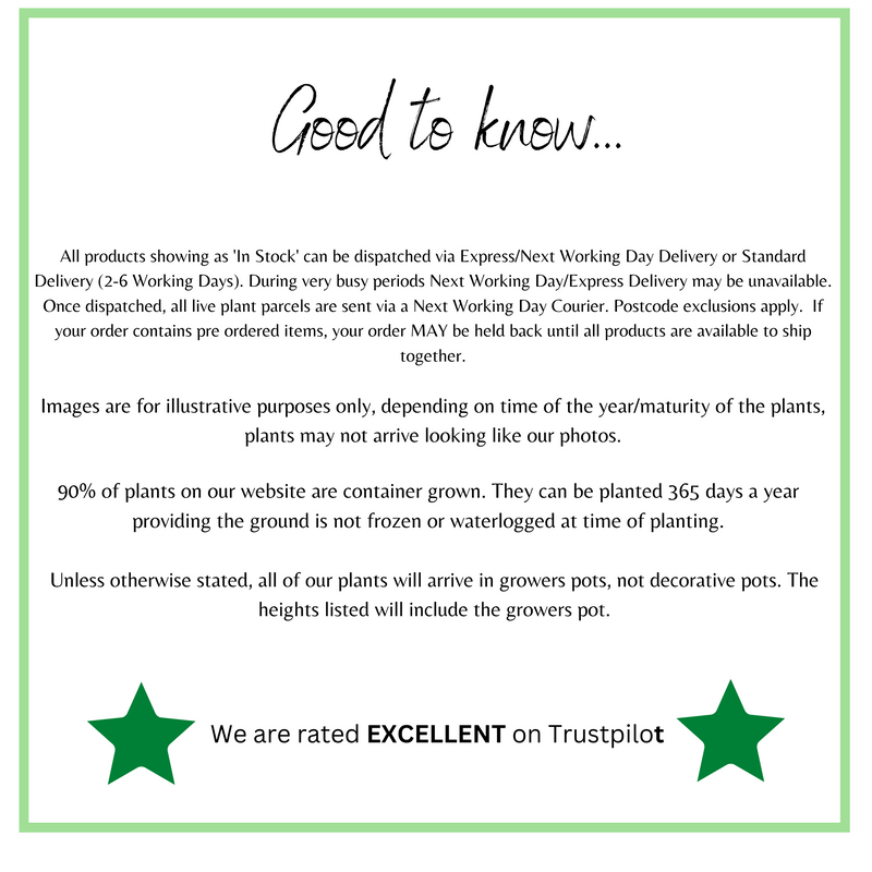 Geranium 1.5L (Our Choice) -