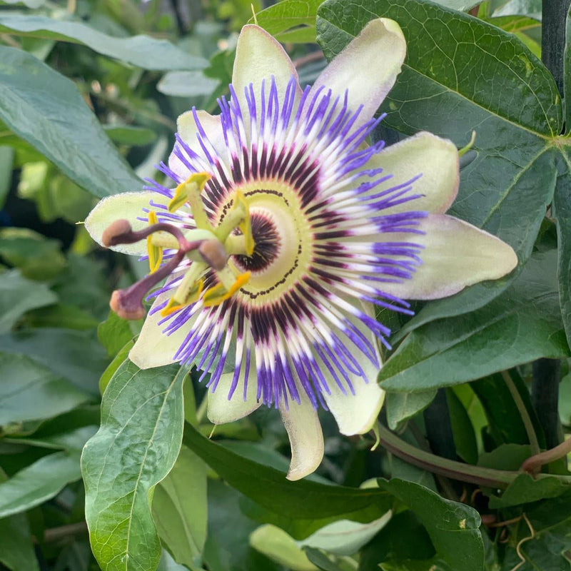 Passion flower Climber | Passiflora caerulear | 60-70cm -