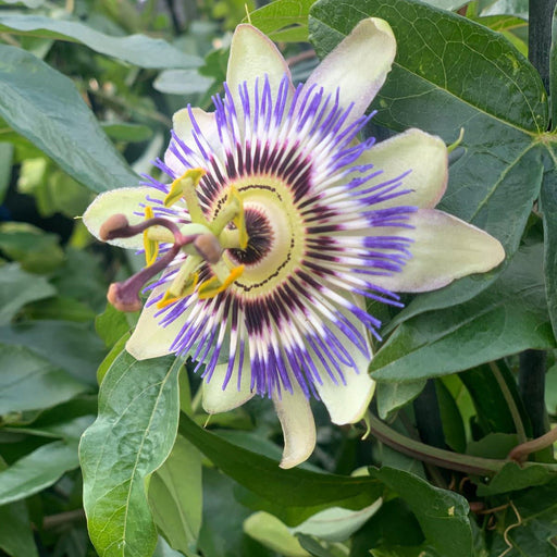 Passion flower Climber | Passiflora caerulear | 60-70cm -