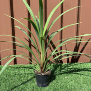 Cordyline australis Peko - Green (3 sizes available) - Home & Garden