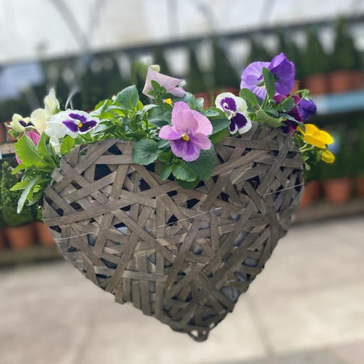 Plant Your Own Love Heart Basket - Pansies -