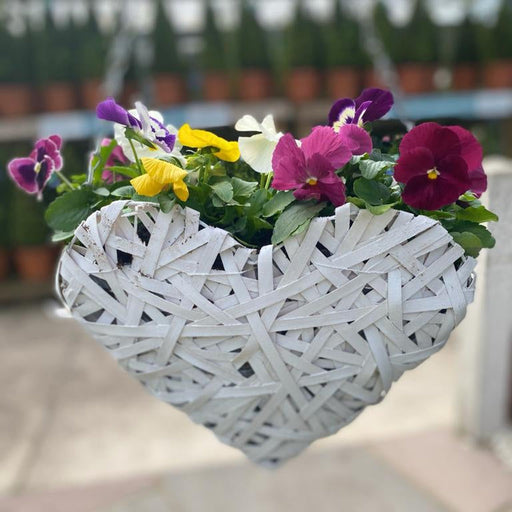 Plant Your Own Love Heart Basket - Pansies -