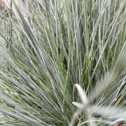 Blue Grass - Festuca Elijah Blue -