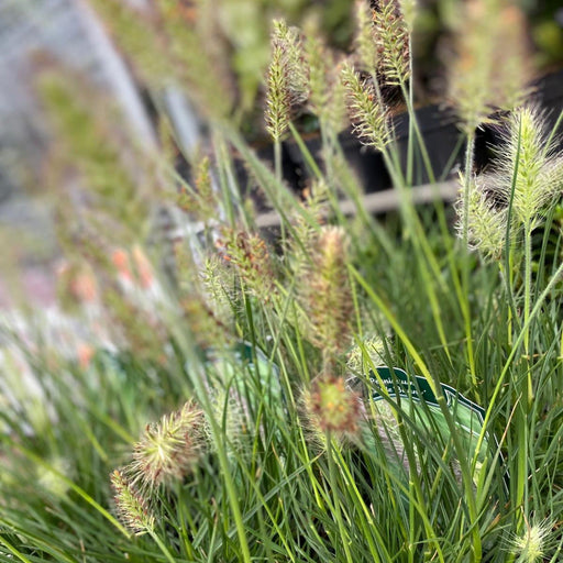 Pennisetum 'Little Bunny' Fountain Grass -