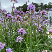 Verbena 'Buenos Aires' 3L -