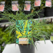 Mahonia 'Sweet Winter' 5L -