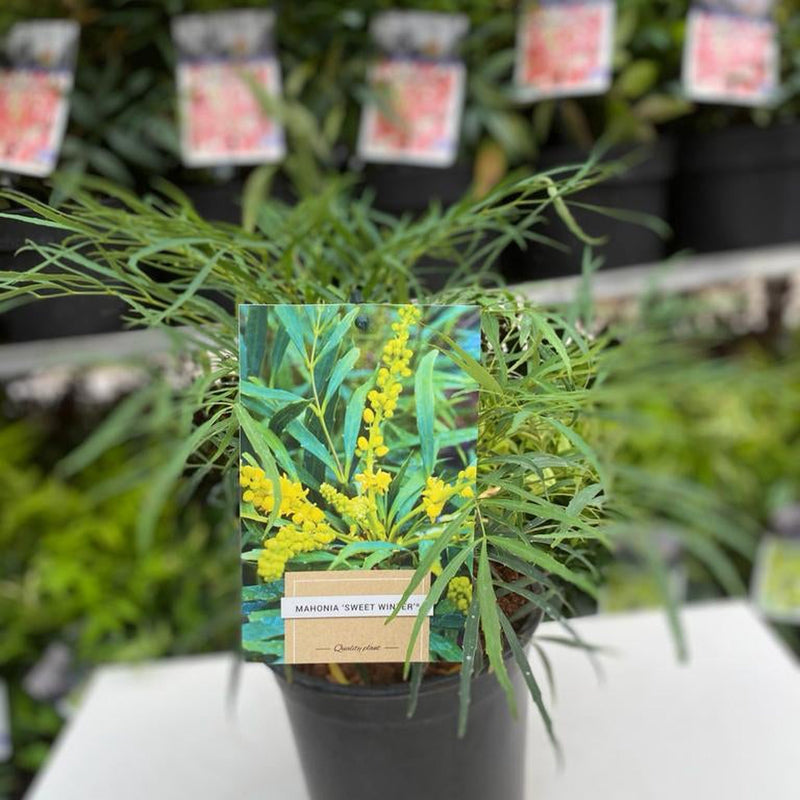 Mahonia 'Sweet Winter' 5L -