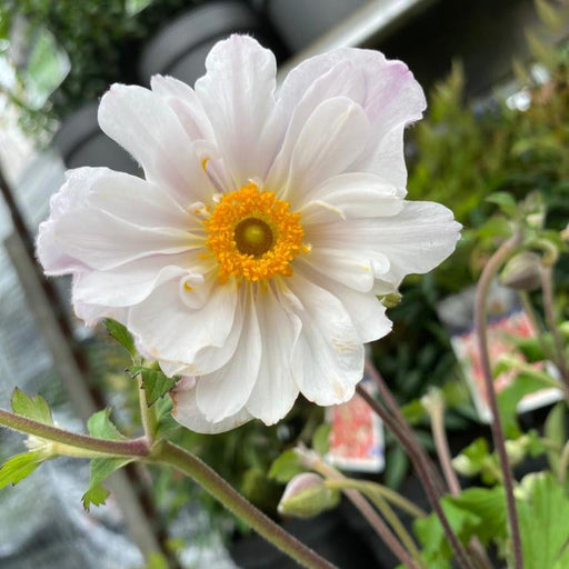Anemone 'Dainty Swan' 3L -