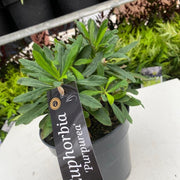 Euphorbia Amygdaloides 'purpurea' 9cm/2L -
