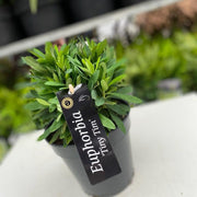 Euphorbia x martinii 'Tiny Tim' 9cm/2L -