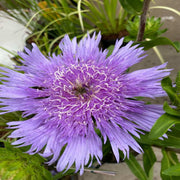 Stokesia laevis 'Mel's Blue' 9cm/2L