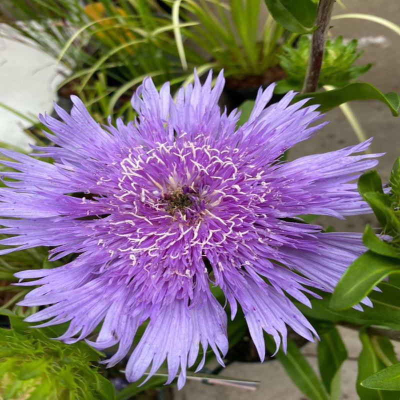 Stokesia laevis 'Mel's Blue' 9cm/2L