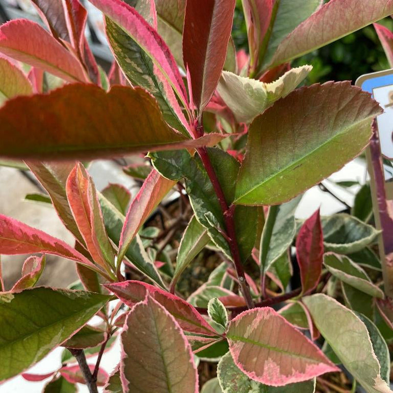 Photinia fraseri 'Pink Marble' 3L -