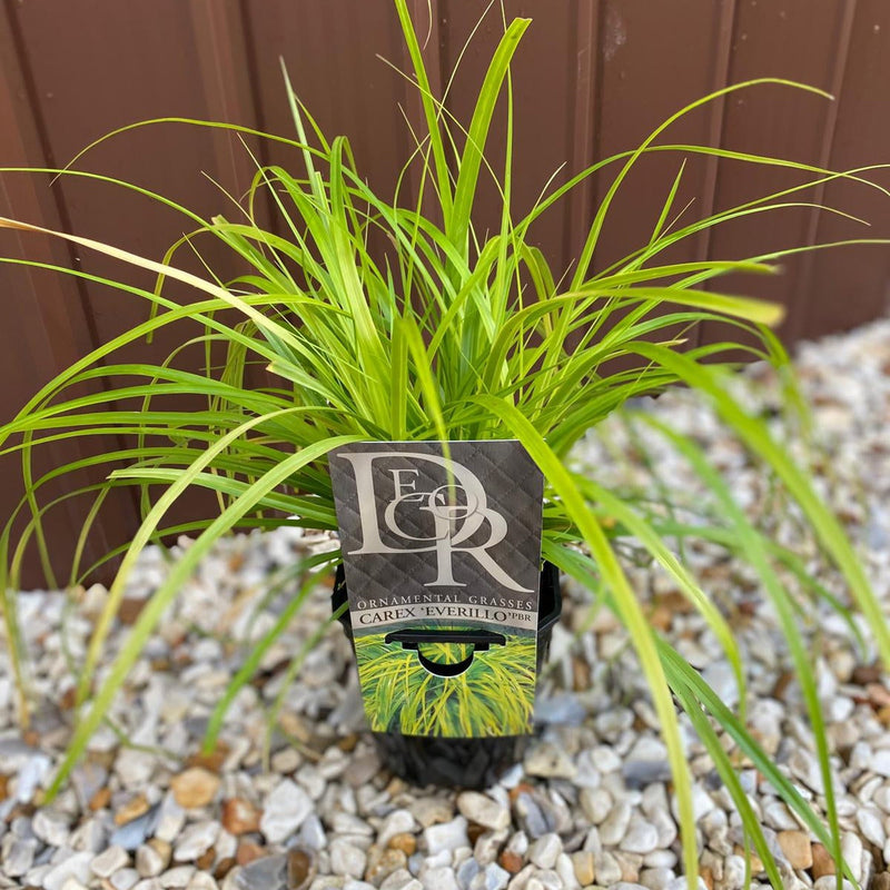 Ornamental Carex Grass ‘Everillo’ 1L / 2L -