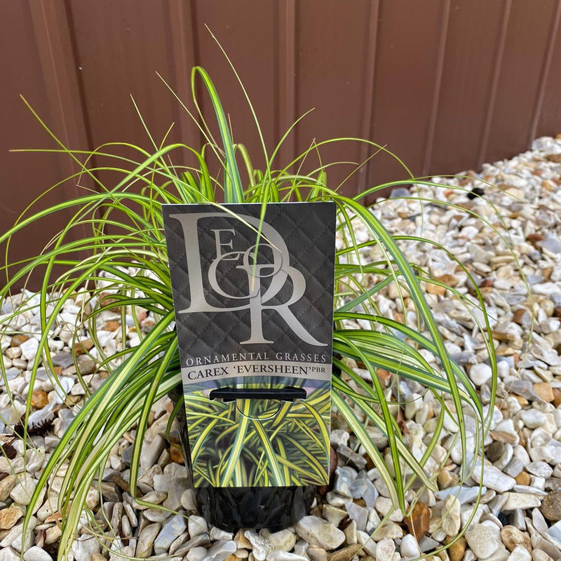 Carex oshimensis 'Eversheen' ornamental grass 1L -