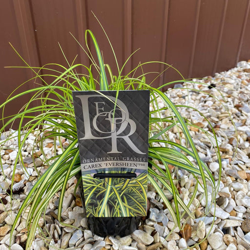 Carex oshimensis 'Eversheen' ornamental grass 1L -
