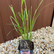 Cortaderia selloana Pink Pampas Grass 9cm/1L/2L/4L -