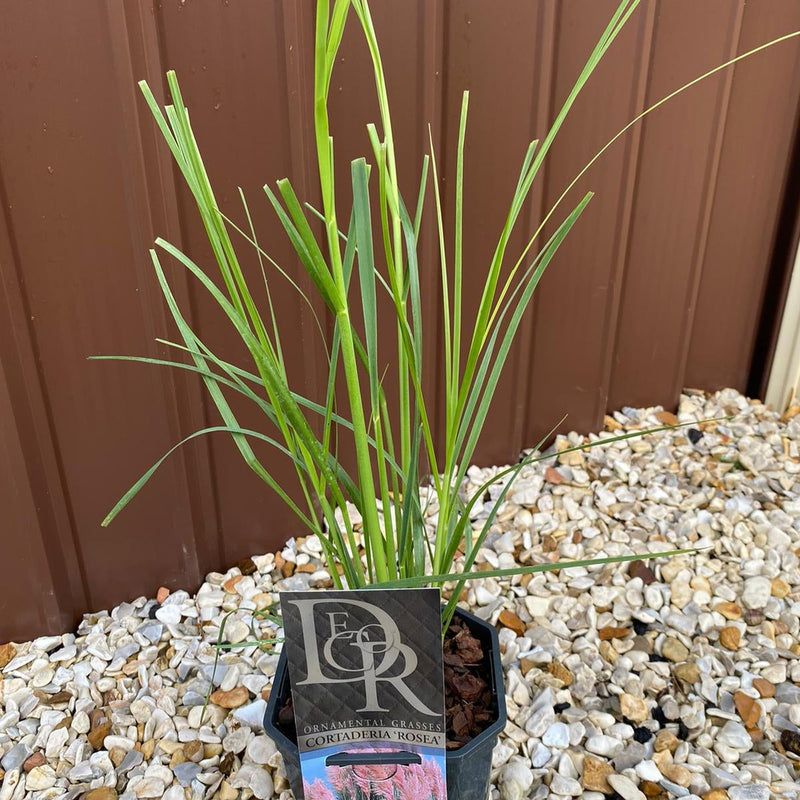Cortaderia selloana Pink Pampas Grass 9cm/1L/2L/4L -