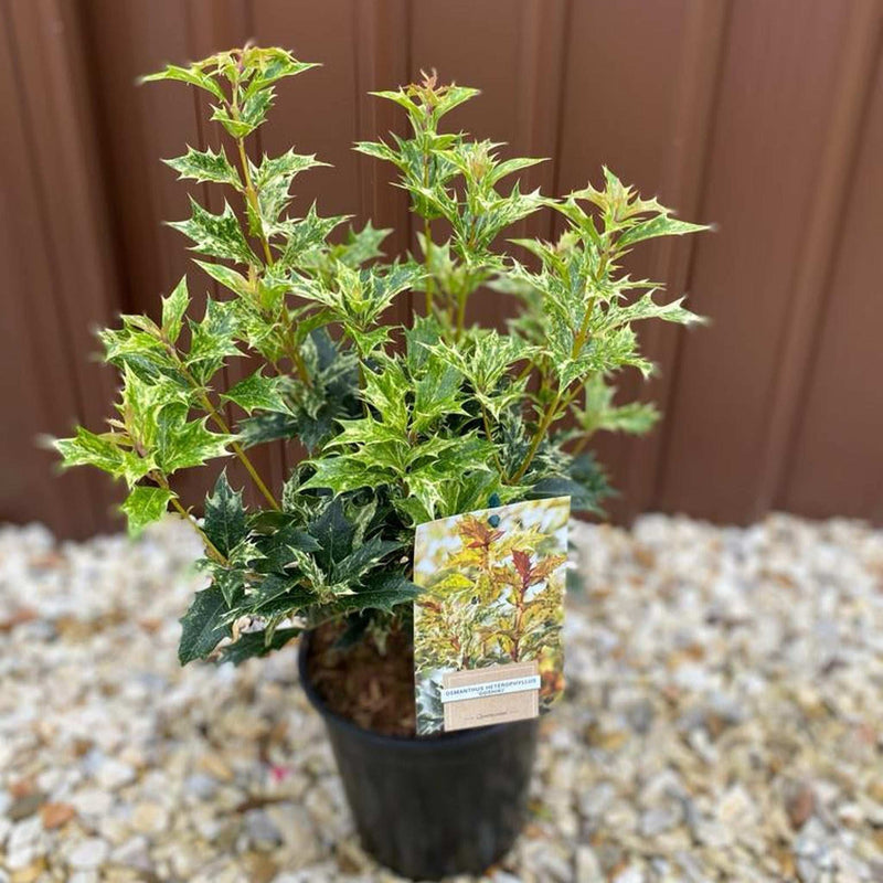 Osmanthus heterophyllus 'Goshiki' (False Holly) 5L 70-80cm -
