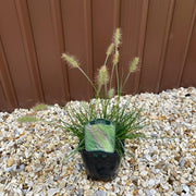 Pennisetum 'Little Bunny' Fountain Grass -
